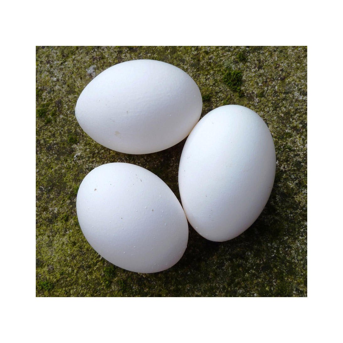 Farm Fresh Chicken Table Eggs